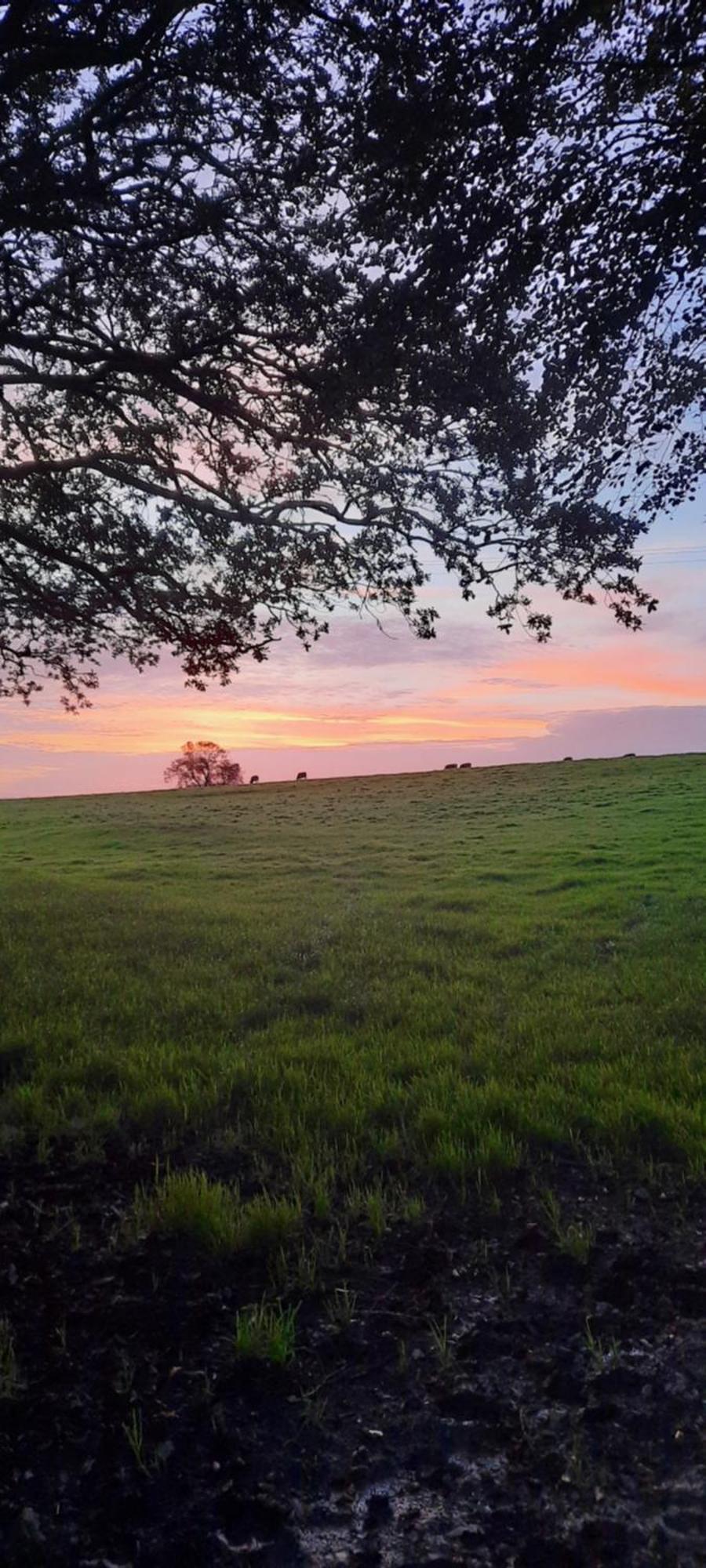 Summit Camping Kit Hill Cornwall Panoramic Views Grass Pitch From 15Pn Or Bella Bell Tent 75Pn Callington Екстер'єр фото